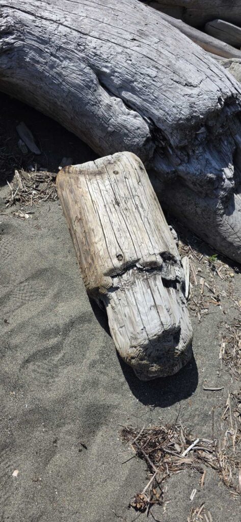 a tree stump with a hole in it (MyCoast AI)