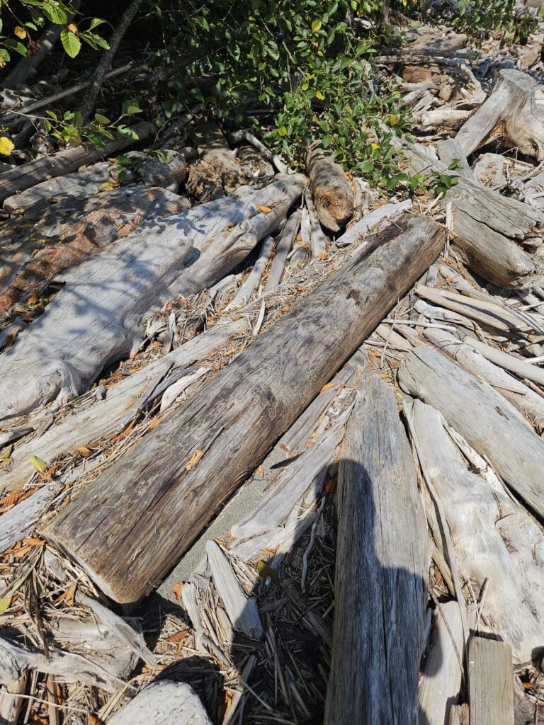 a pile of cut down trees (MyCoast AI)