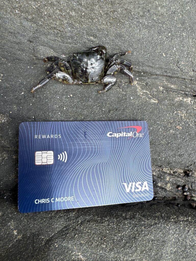 a black and white spider on a blue box (MyCoast AI)