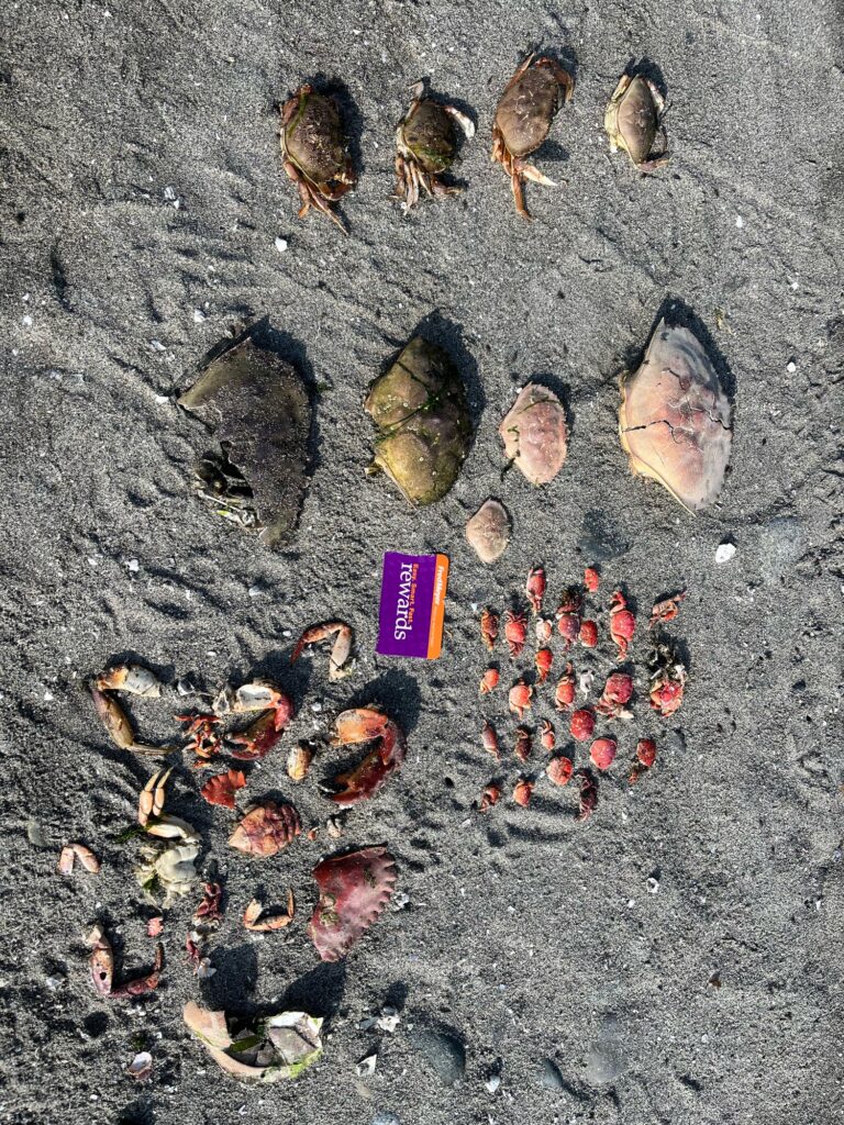 a group of ducks on the ground (MyCoast AI)