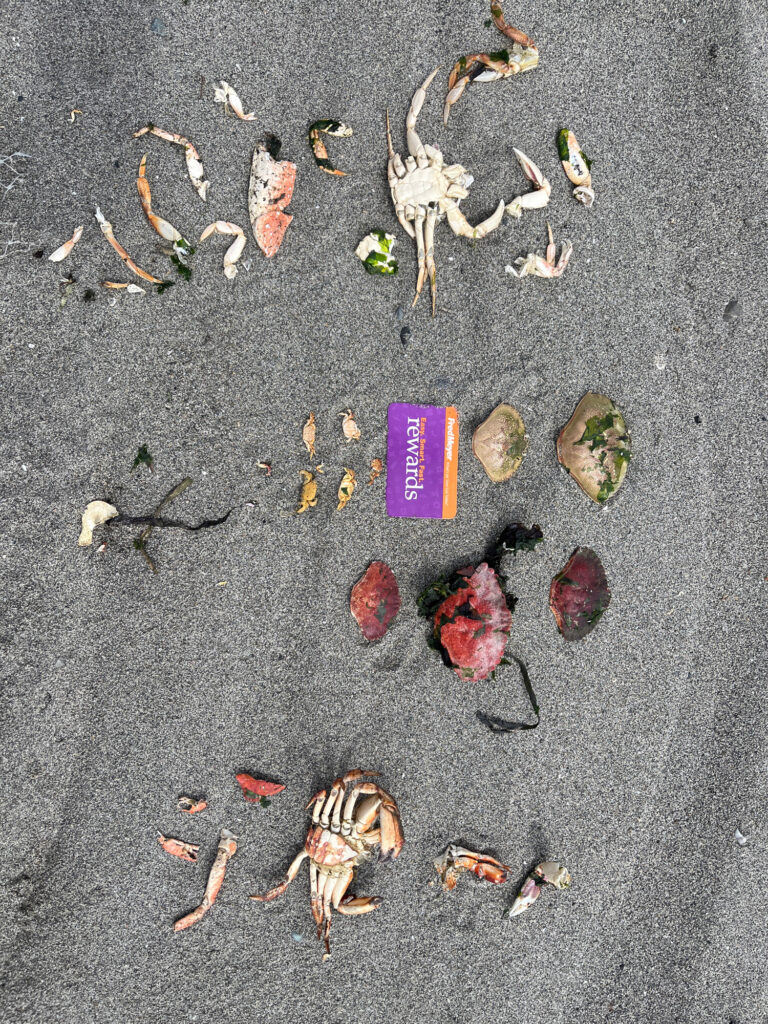 a group of sea shells on the sand (MyCoast AI)