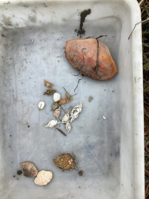 a group of mushrooms on a white surface (MyCoast AI)