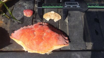 a piece of meat on a table (MyCoast AI)