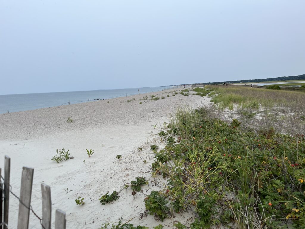 a sandy beach with plants and water (MyCoast AI)