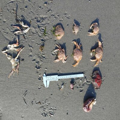 a group of bees on the ground (MyCoast AI)