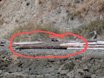 a red pipe on a rocky surface (MyCoast AI)