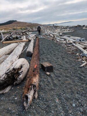 a person standing on a rocky beach (MyCoast AI)