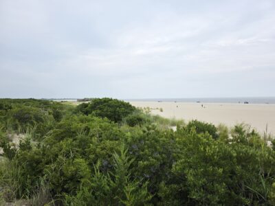 a beach with trees and bushes (MyCoast AI)