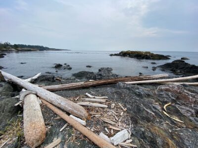 a group of logs on a beach (MyCoast AI)