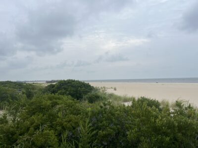 a beach with trees and bushes (MyCoast AI)