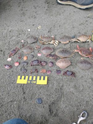 a group of small fish on the ground (MyCoast AI)