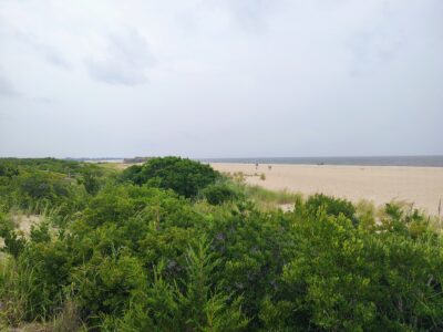 a large area of land with trees (MyCoast AI)