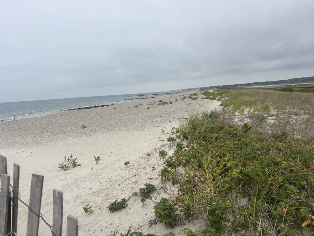 a sandy beach with plants and a fence (MyCoast AI)