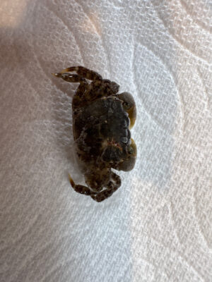 a black and brown moth (MyCoast AI)