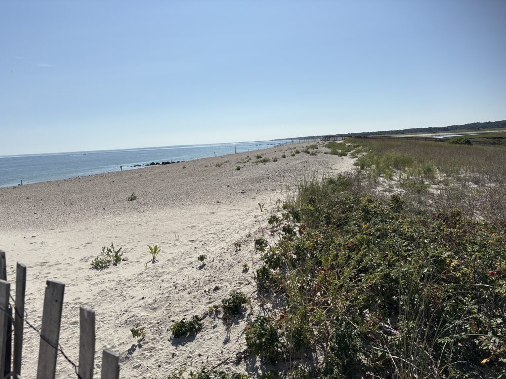 a sandy beach with bushes and a fence (MyCoast AI)