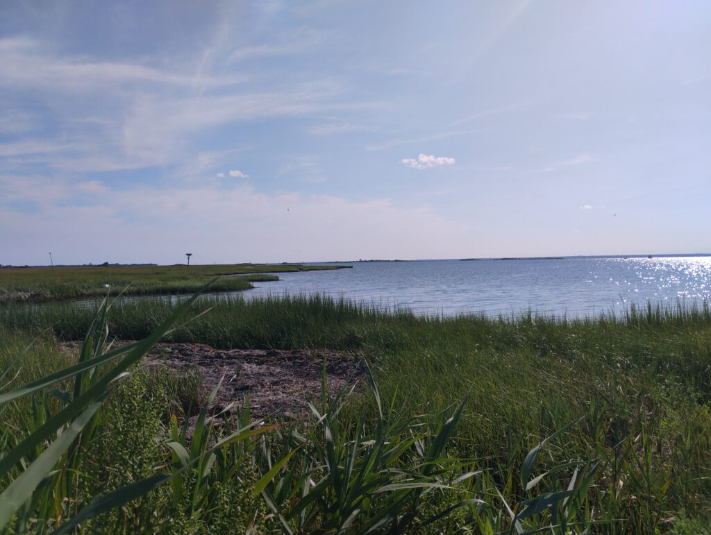 a grassy area next to a body of water (MyCoast AI)