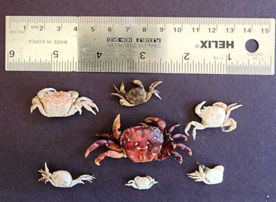 a ruler next to a group of crab shells (MyCoast AI)