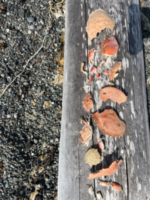 a tree trunk with leaves on it (MyCoast AI)