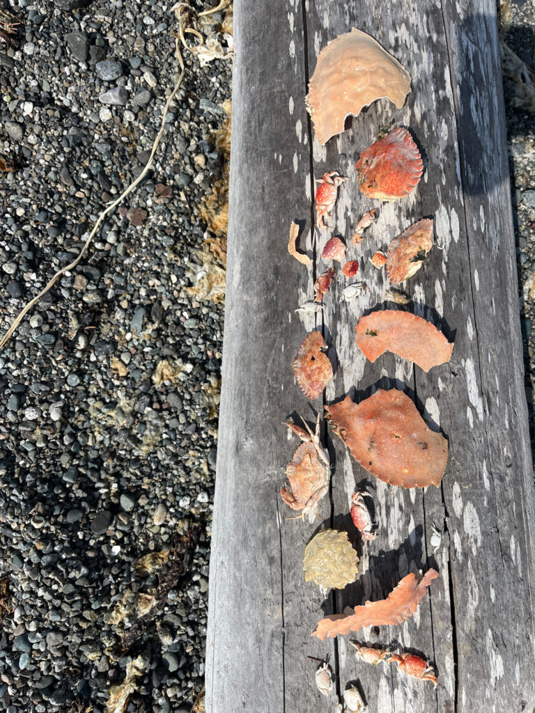 a tree trunk with leaves on it (MyCoast AI)