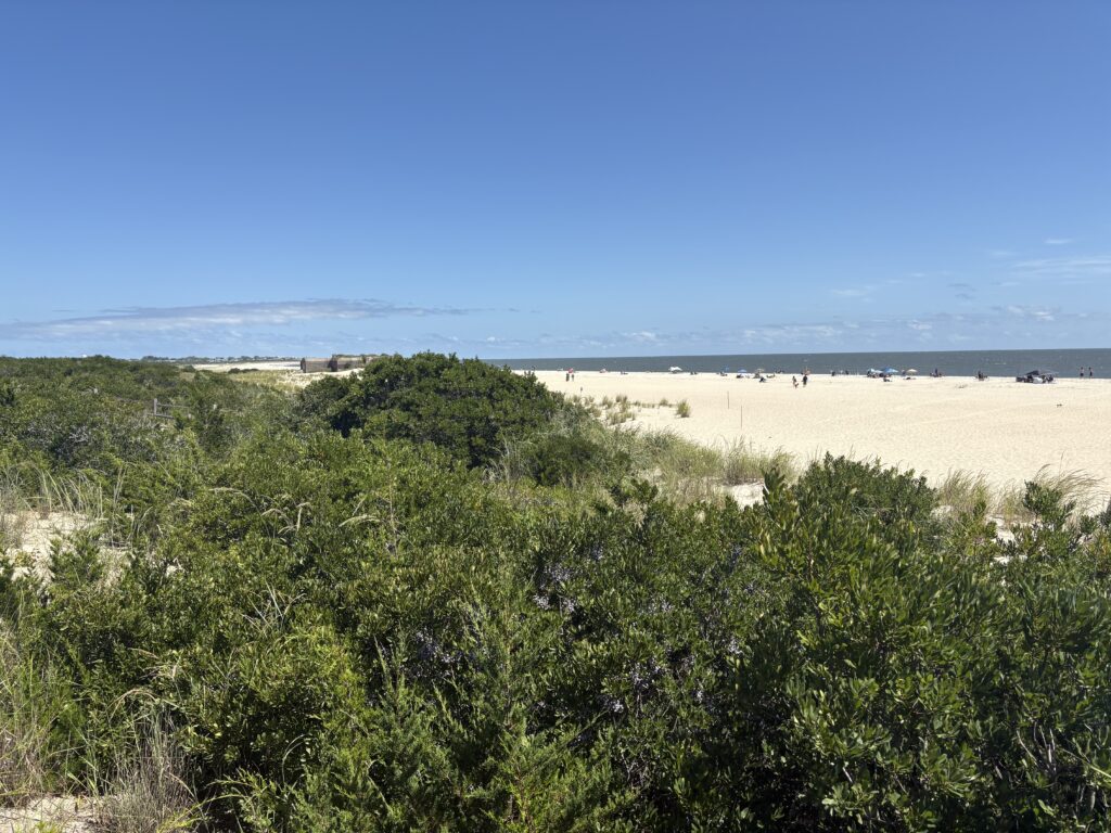 a field of green plants (MyCoast AI)