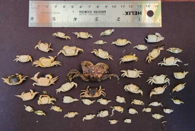 timeline (MyCoast AI)