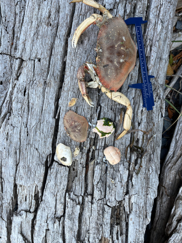 a tree trunk with a blue object on it (MyCoast AI)