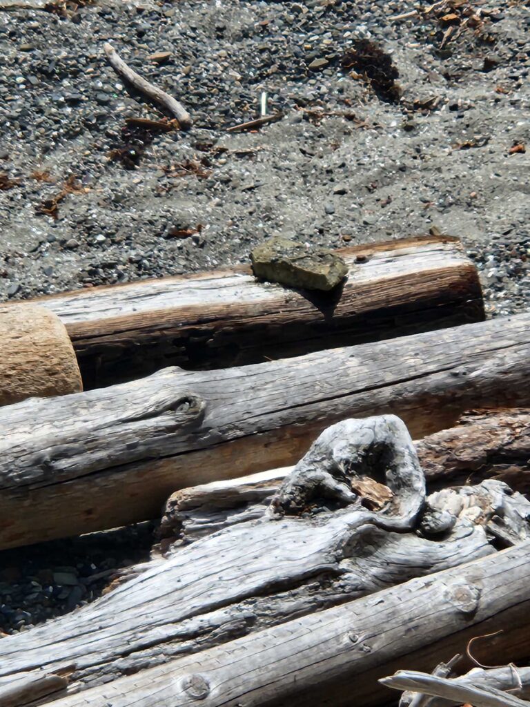 a group of logs (MyCoast AI)