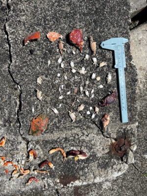 a pile of leaves on the ground (MyCoast AI)