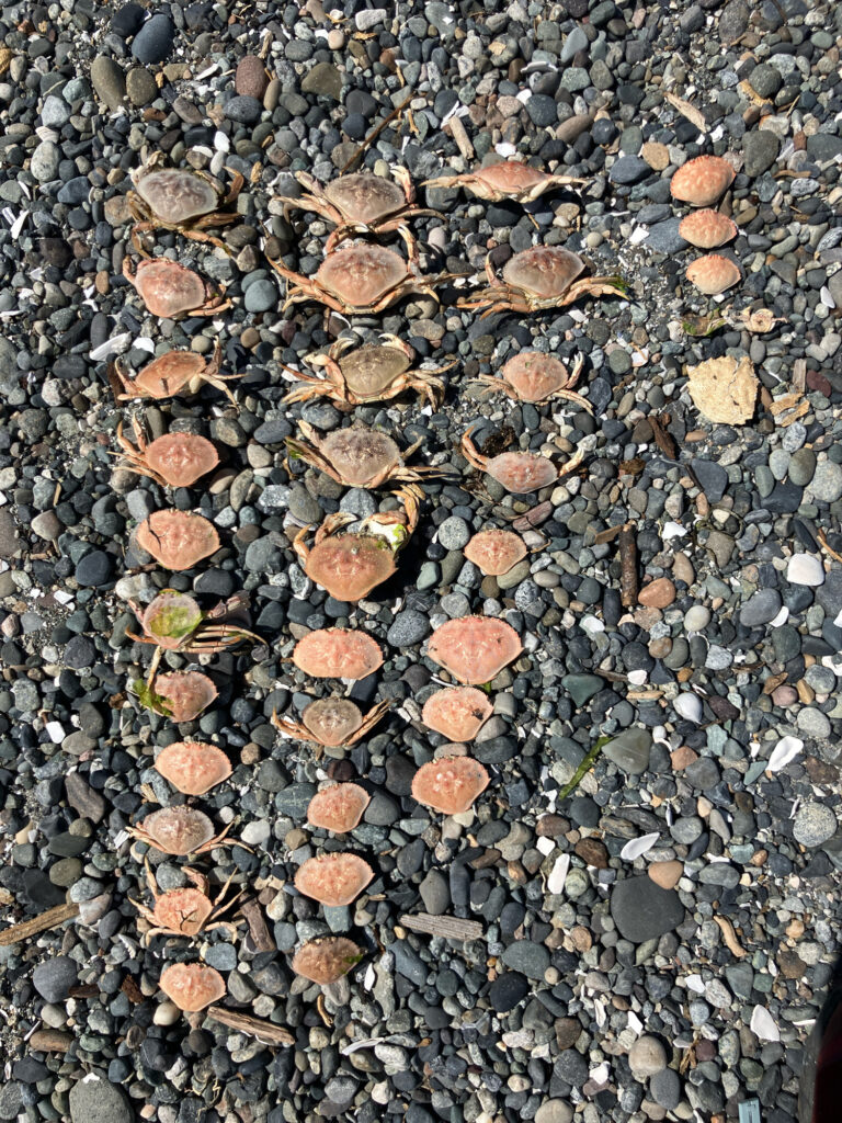 a close up of some rocks (MyCoast AI)