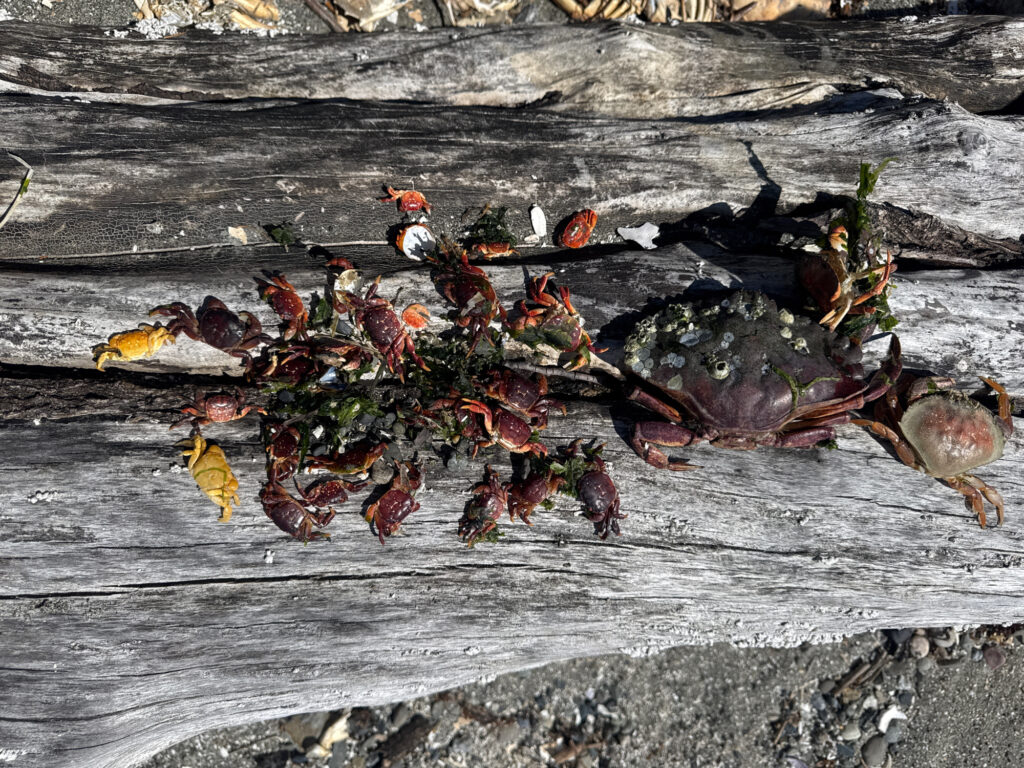 a group of bees on a log (MyCoast AI)