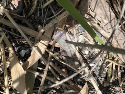 a bird in a nest (MyCoast AI)