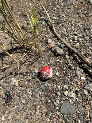 a red and white ball on the ground (MyCoast AI)