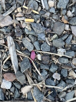 a close-up of a pile of rocks (MyCoast AI)