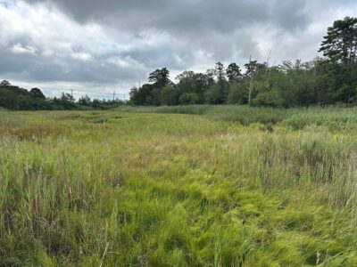a grassy field with trees in the background (MyCoast AI)