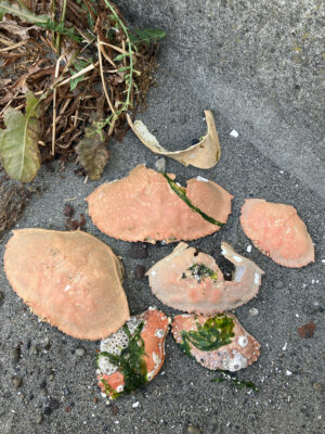 a group of mushrooms (MyCoast AI)