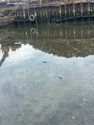 a bird on a dock (MyCoast AI)