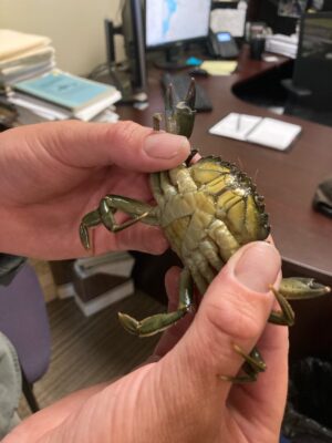 a person holding a lizard (MyCoast AI)