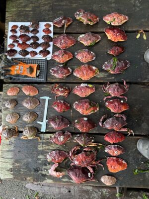 background pattern (MyCoast AI)