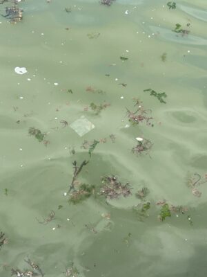 background pattern (MyCoast AI)