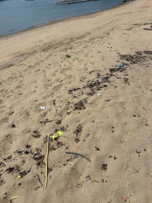 a flower in the sand (MyCoast AI)