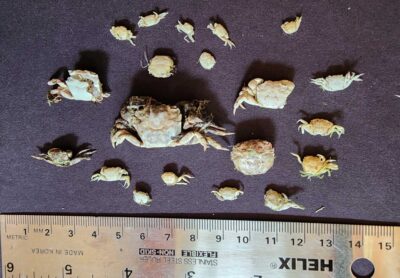 a group of rocks (MyCoast AI)