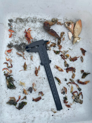 a knife on a table (MyCoast AI)