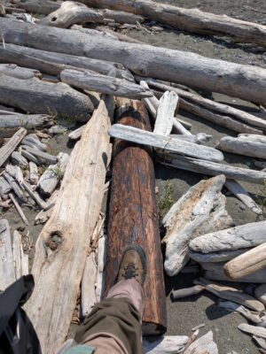 a person standing next to a pile of cut logs (MyCoast AI)