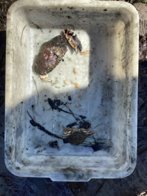 a group of insects in a container (MyCoast AI)