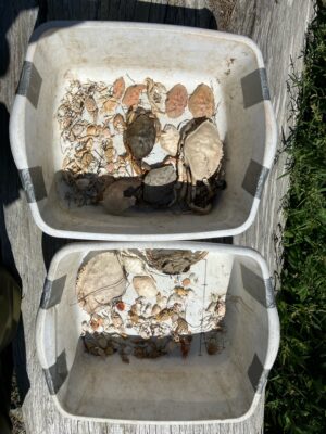 a group of turtles in a tank (MyCoast AI)