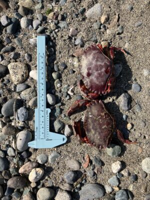 a ruler on a rocky surface (MyCoast AI)