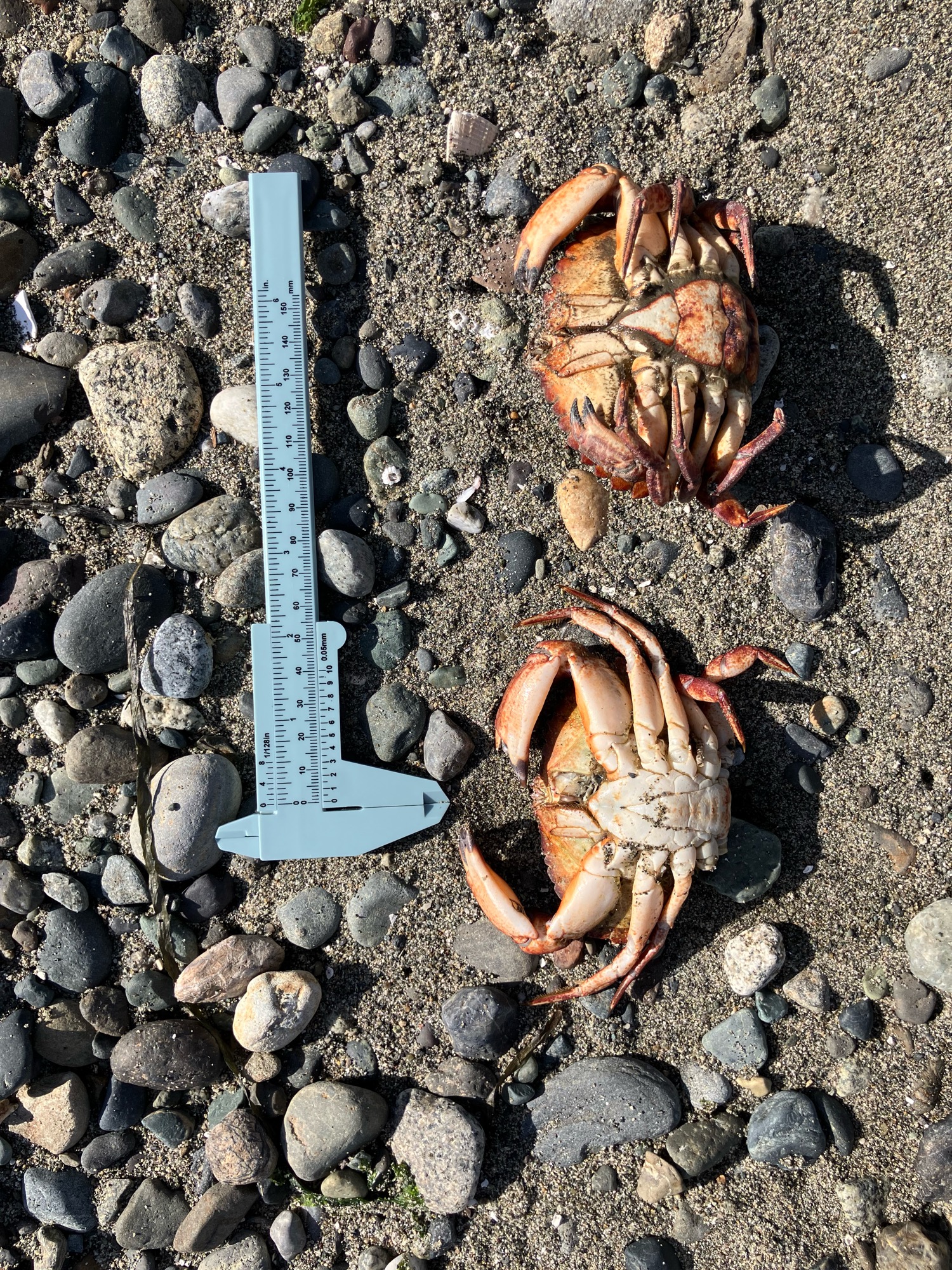 99ac5b35b34c1842105bfce3bbd8829b58f0df5e