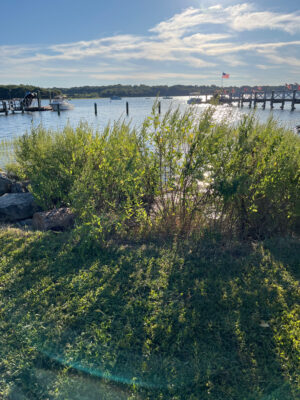 a body of water with plants and boats in it (MyCoast AI)