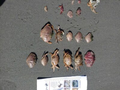 a group of bees (MyCoast AI)