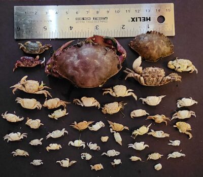 a pile of mushrooms (MyCoast AI)